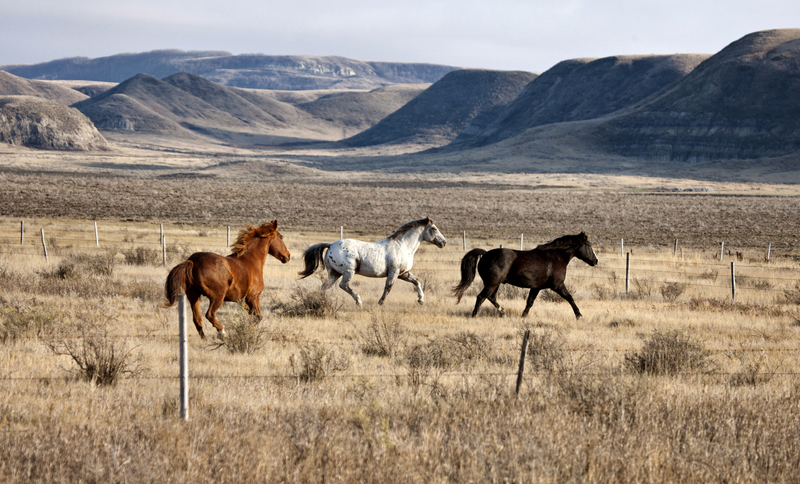 Horses running free in Saskatchewan