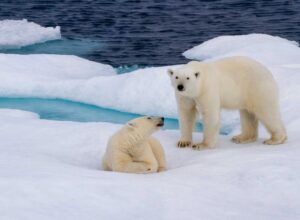 Baby Bears in Nunavut