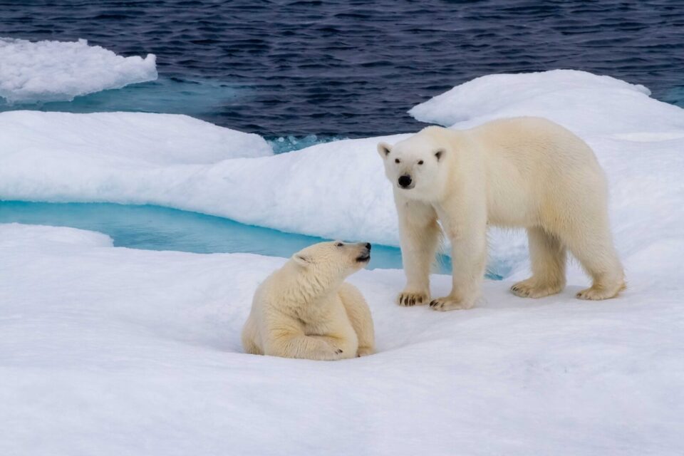 Baby Bears in Nunavut