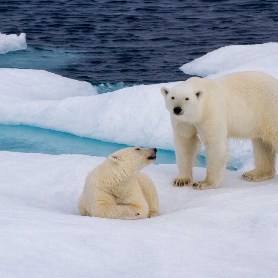 Baby Bears in Nunavut