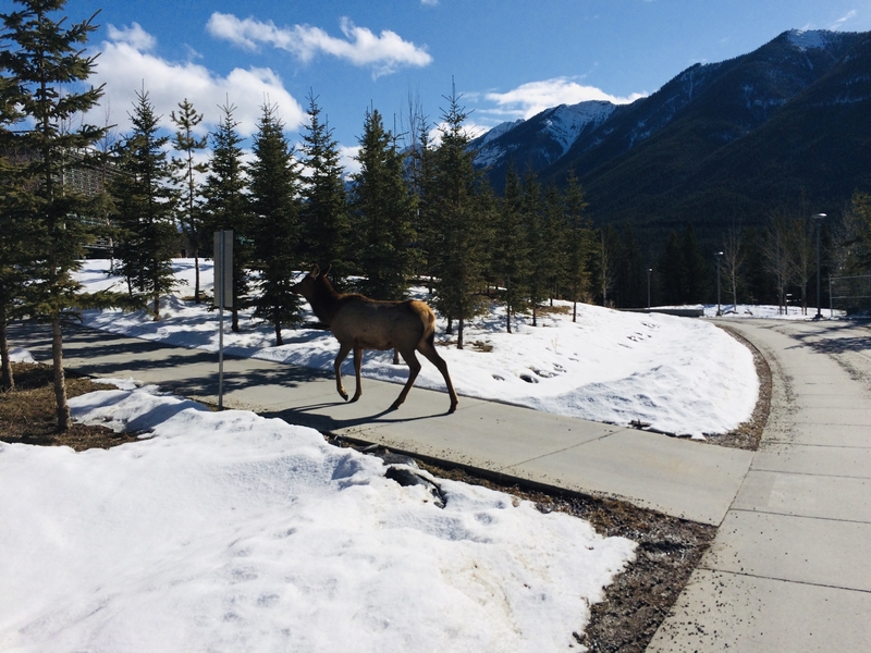 History of Fairmont Banff Springs