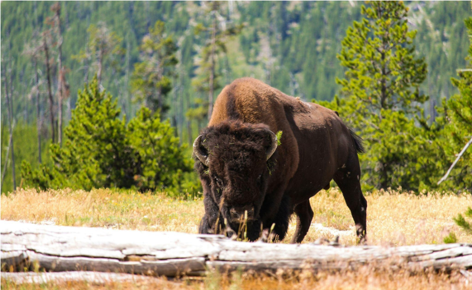 Alberta Hidden Gems -  Elk Island National Park